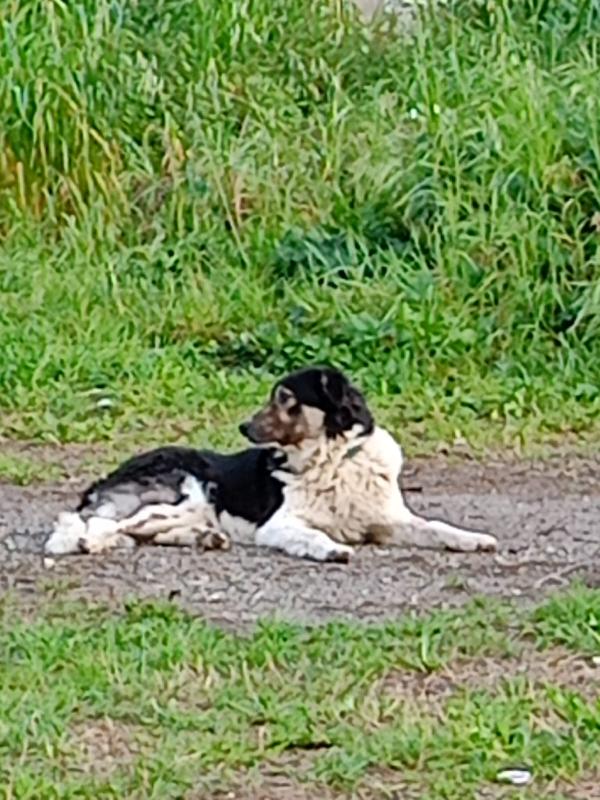 💞 INSEPARABILI: BALU & BEA CERCANO CASA 💞 Foto 5